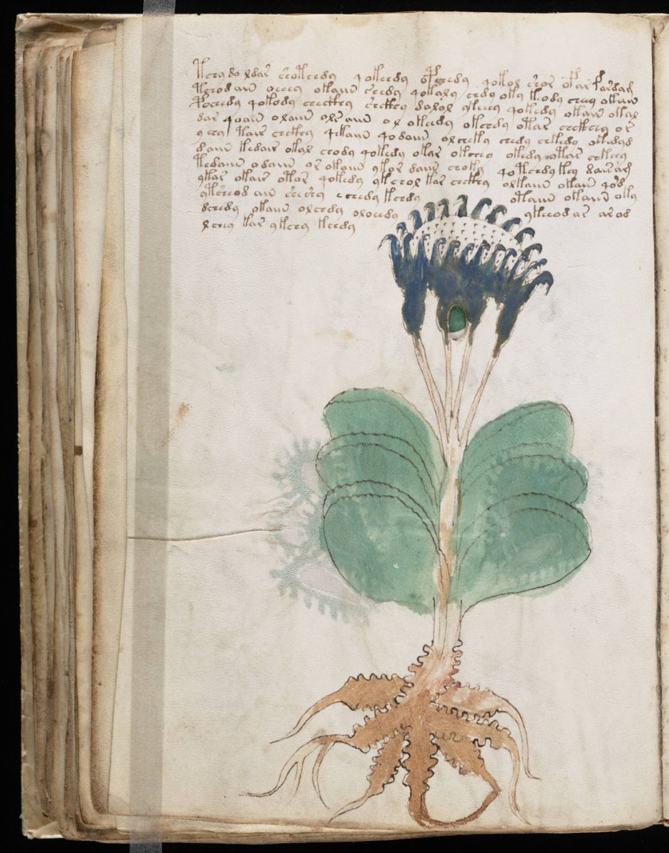 Voynich Manuscript (100).jpg