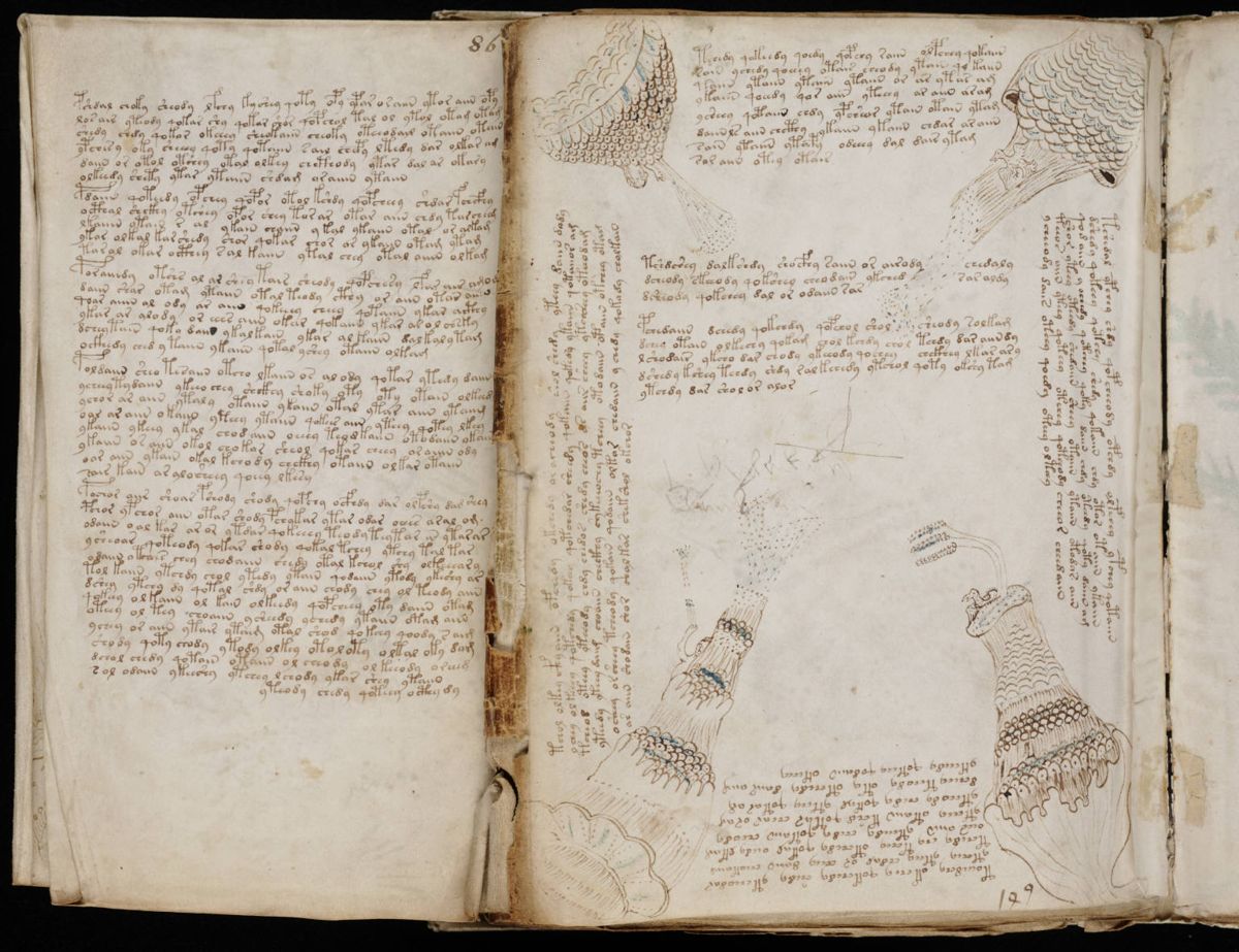 Voynich Manuscript (157).jpg