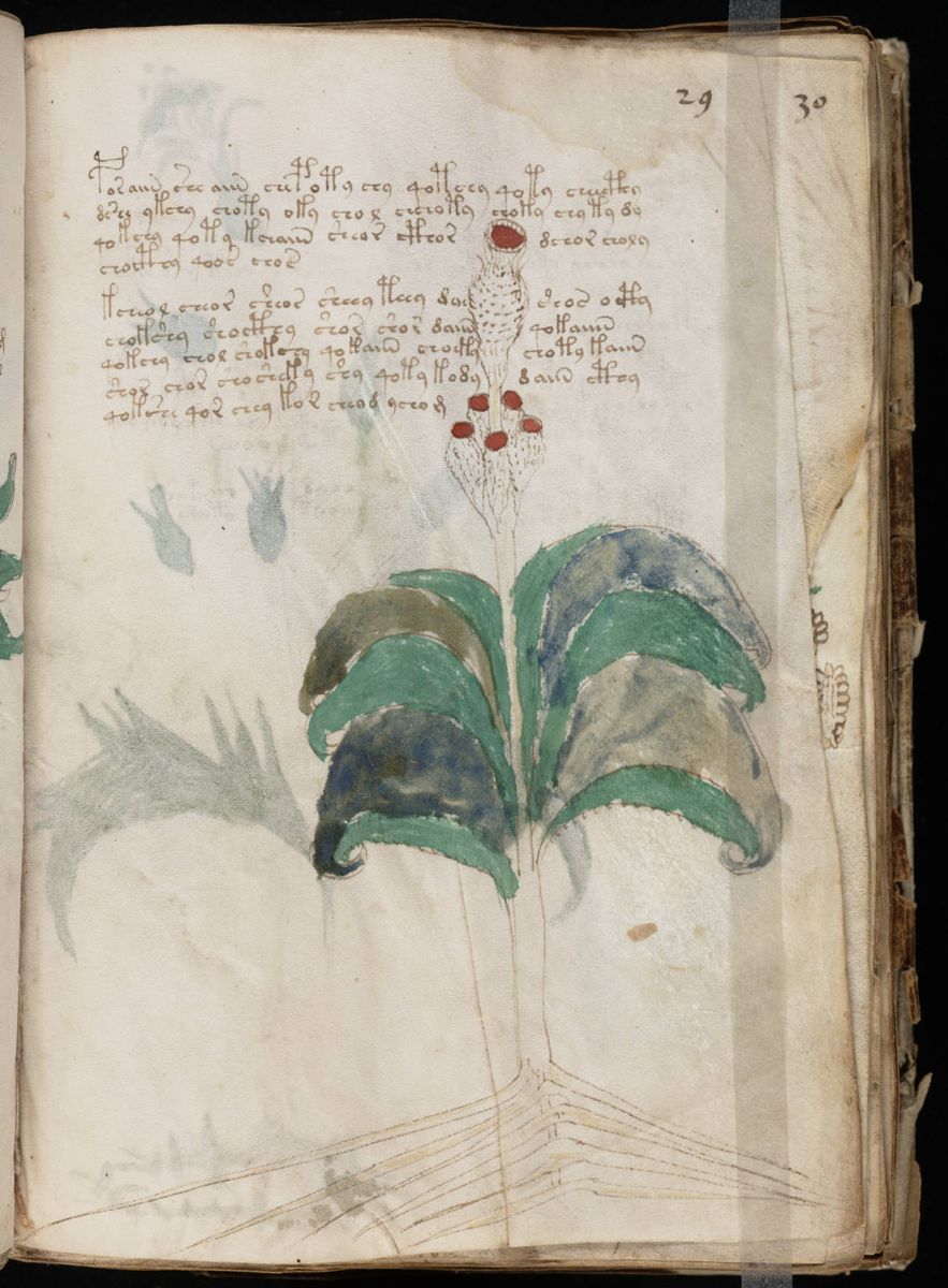 Voynich Manuscript (57).jpg