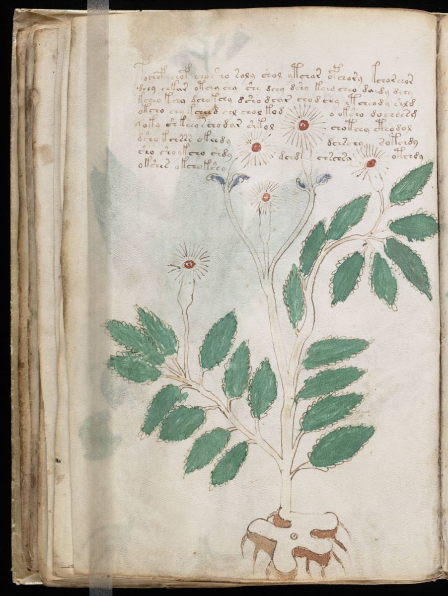 Voynich Manuscript (54).jpg
