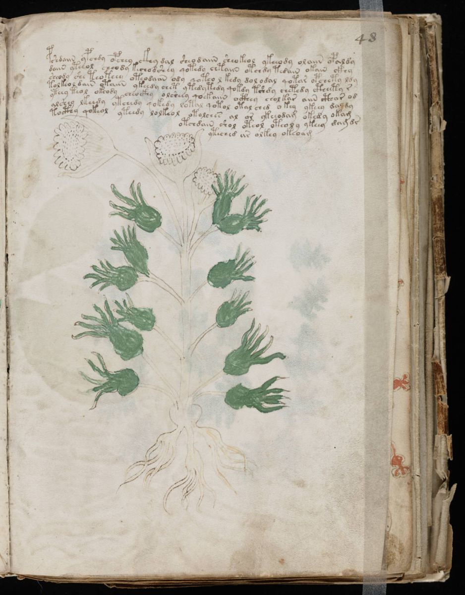 Voynich Manuscript (95).jpg