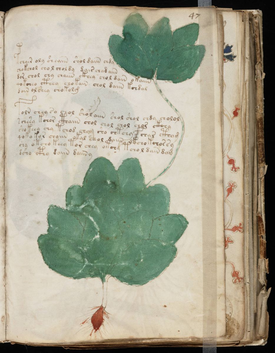Voynich Manuscript (93).jpg