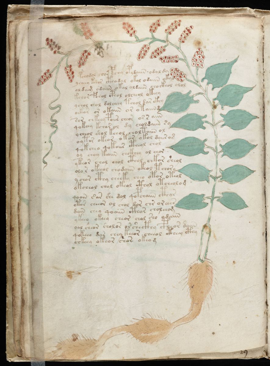 Voynich Manuscript (34).jpg