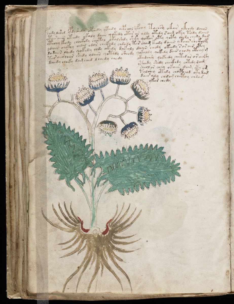 Voynich Manuscript (92).jpg