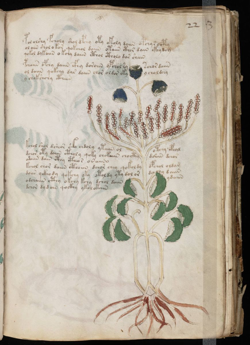 Voynich Manuscript (43).jpg