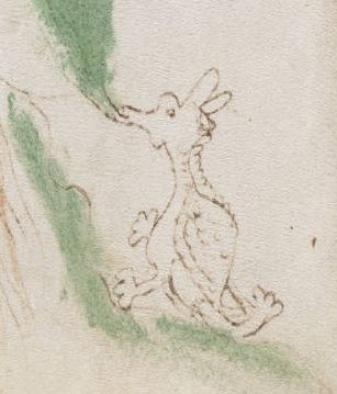 Voynich Manuscript (50) detail ((dragon)).jpg