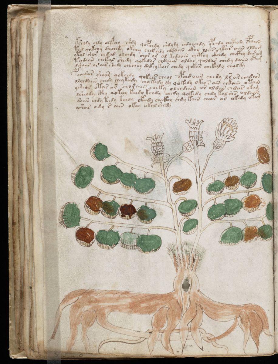 Voynich Manuscript (68).jpg