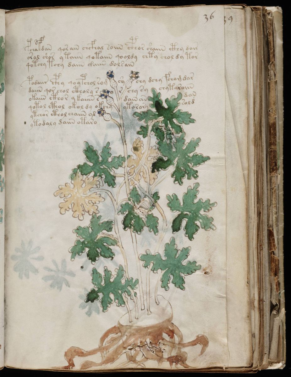 Voynich Manuscript (71).jpg