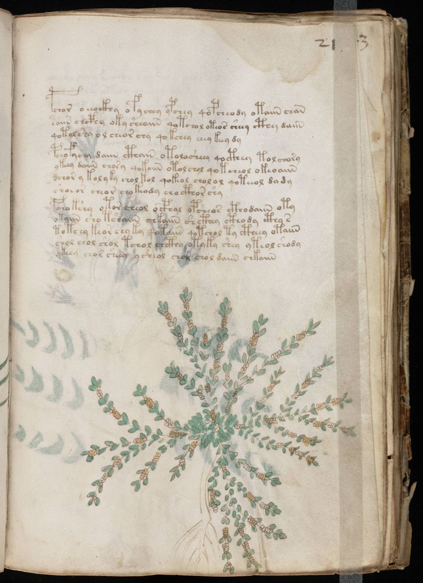 Voynich Manuscript (41).jpg