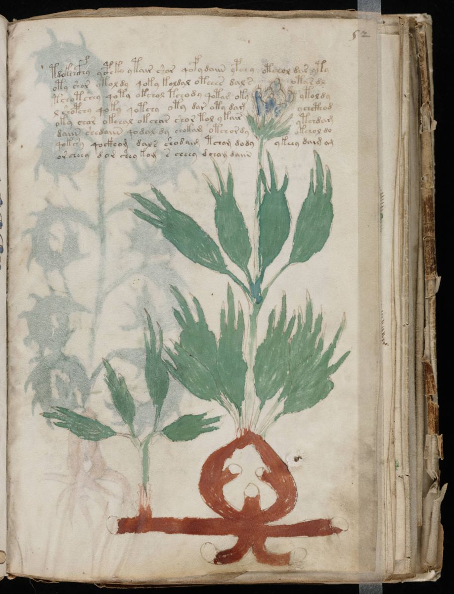 Voynich Manuscript (103).jpg
