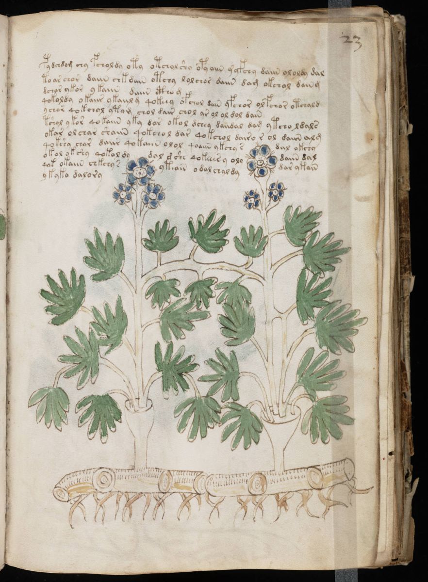 Voynich Manuscript (45).jpg