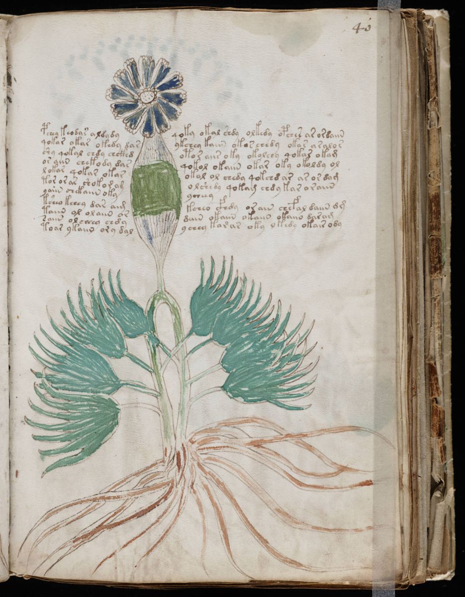 Voynich Manuscript (79).jpg