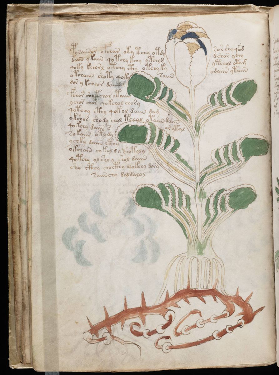 Voynich Manuscript (44).jpg