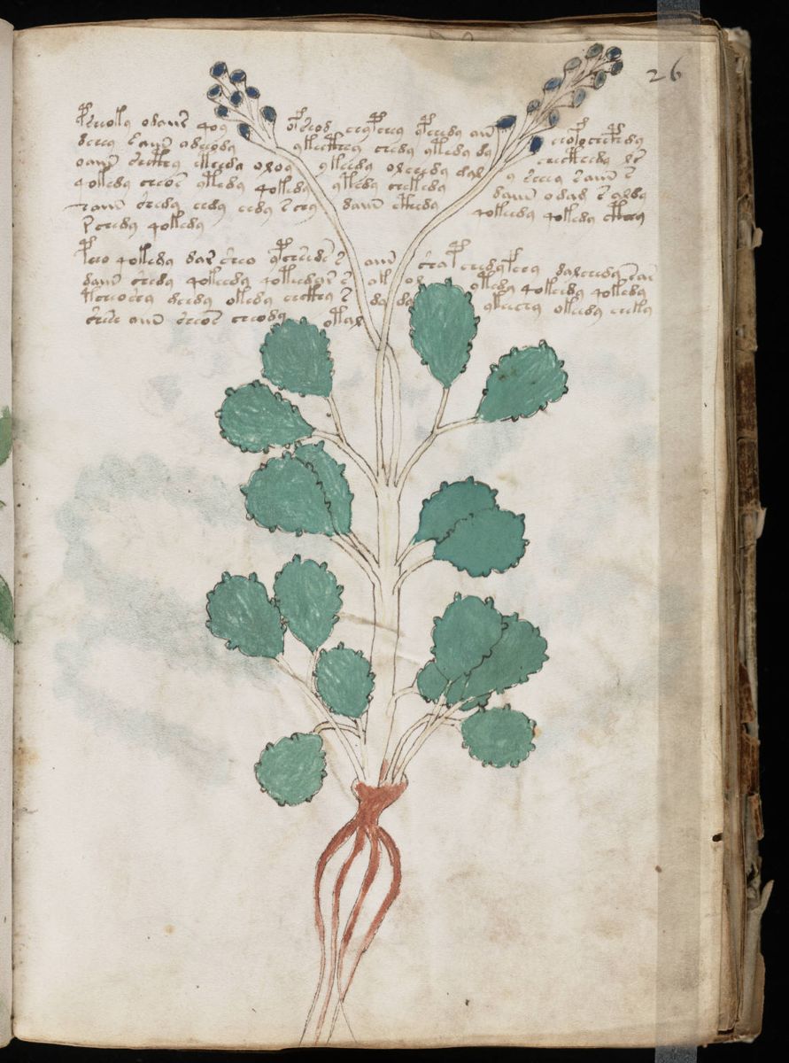 Voynich Manuscript (51).jpg