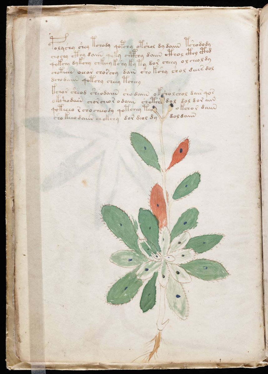Voynich Manuscript (16).jpg