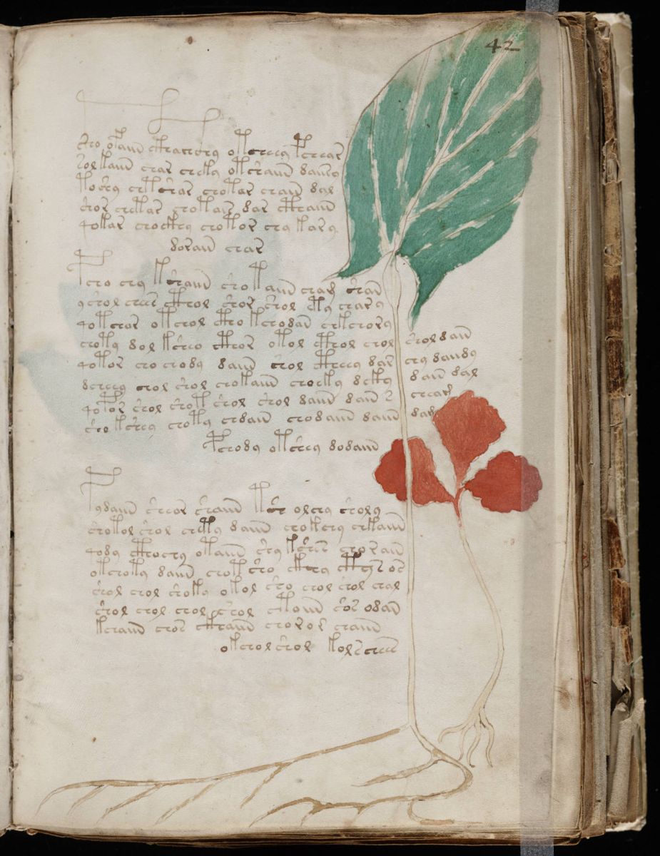 Voynich Manuscript (83).jpg