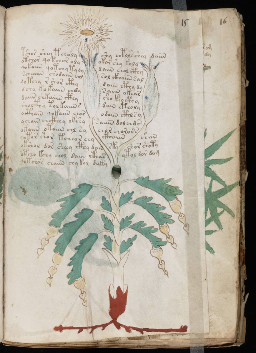 Voynich Manuscript (29).jpg