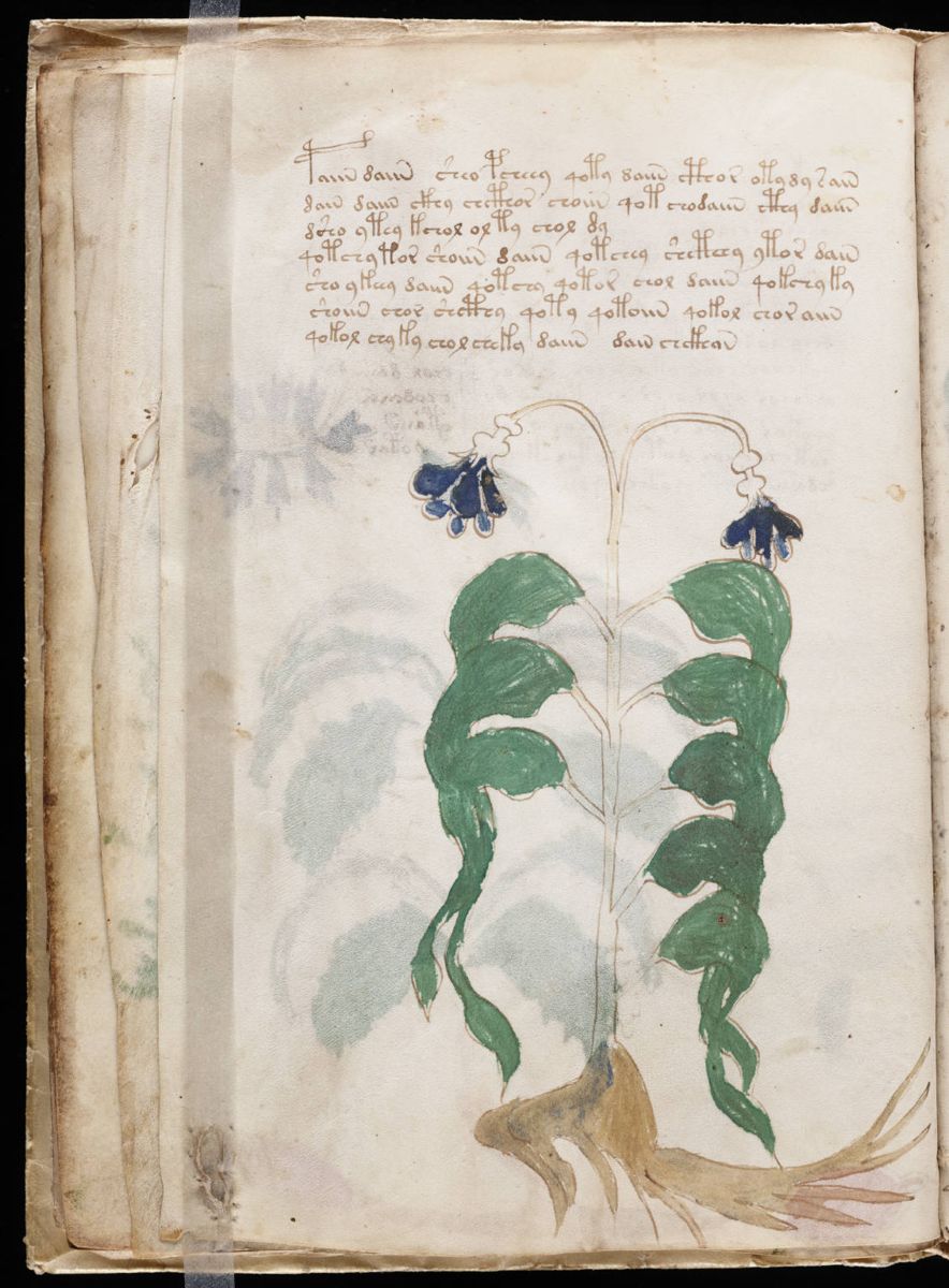 Voynich Manuscript (22).jpg