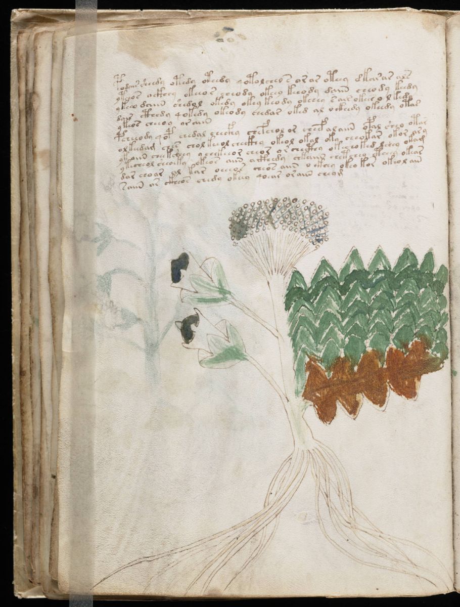 Voynich Manuscript (62).jpg