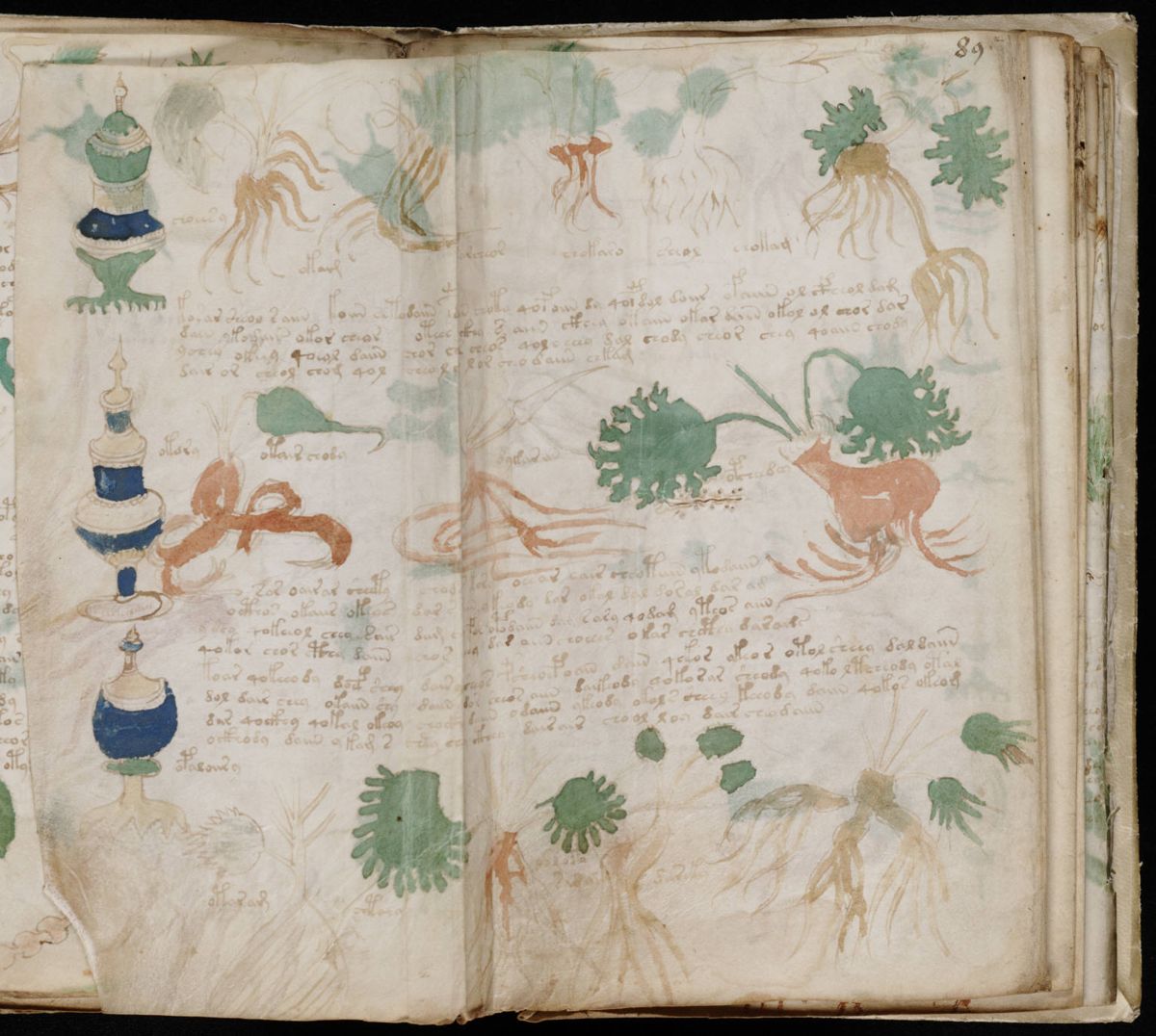 Voynich Manuscript (163).jpg