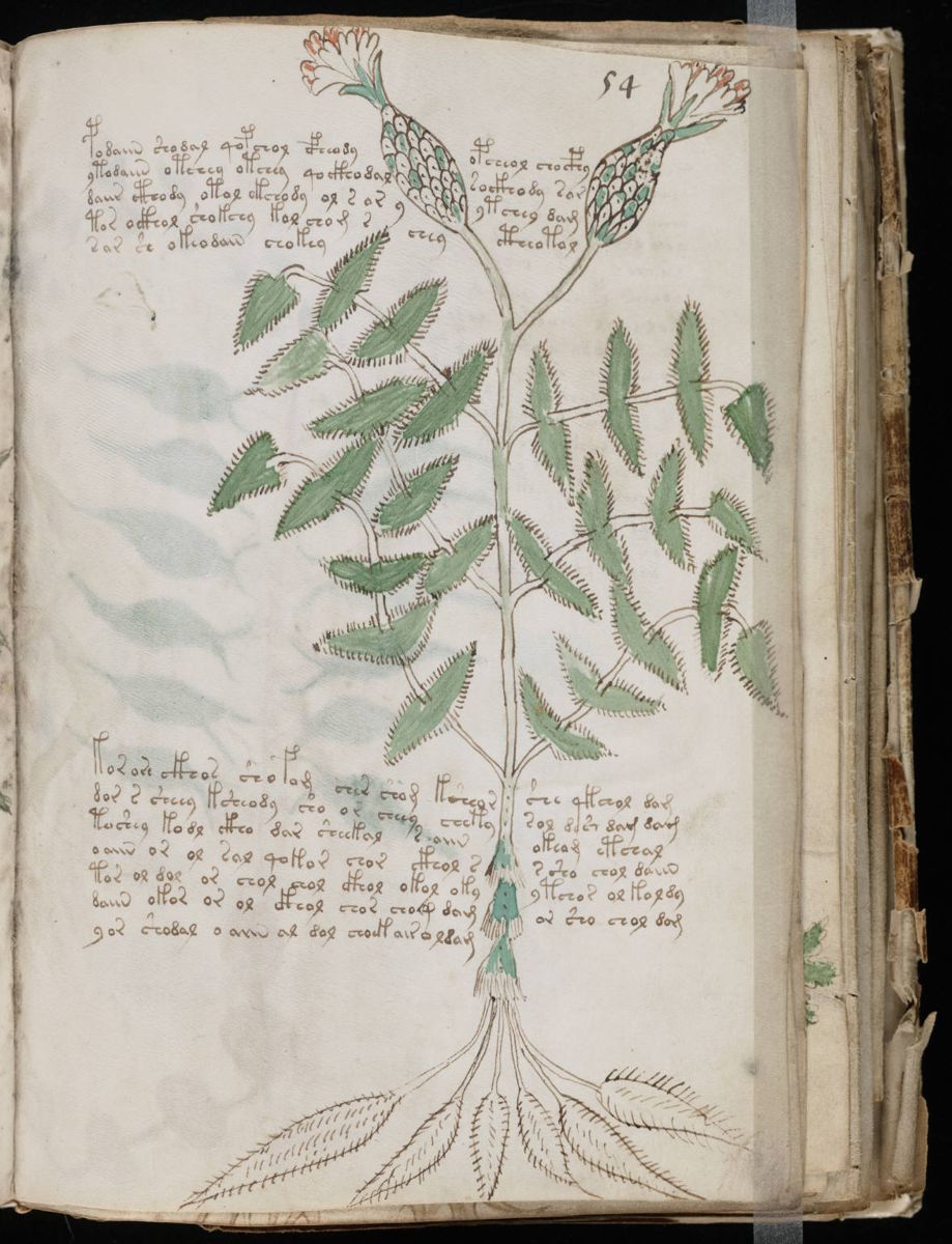 Voynich Manuscript (107).jpg