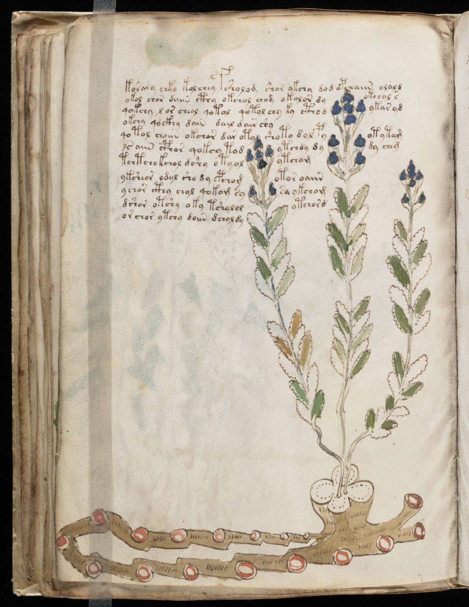 Voynich Manuscript (90).jpg