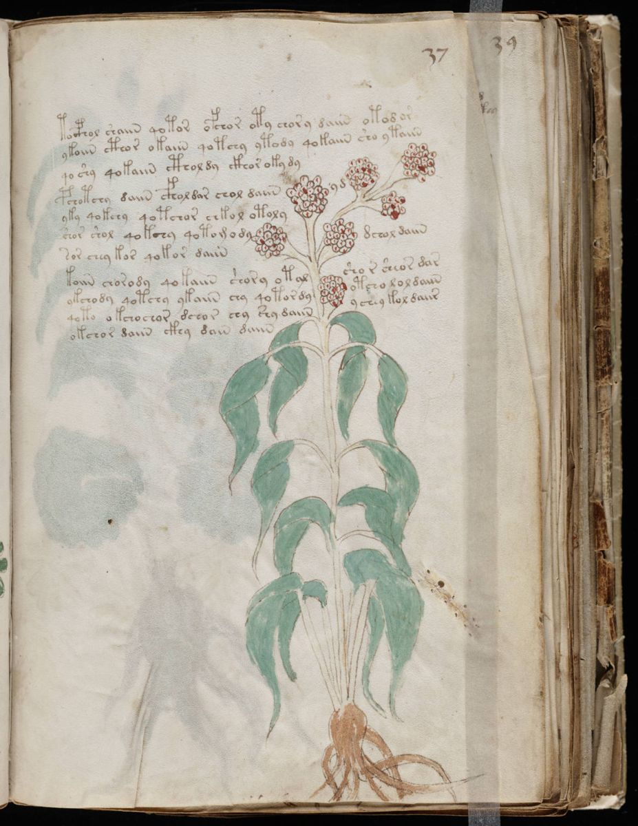 Voynich Manuscript (73).jpg