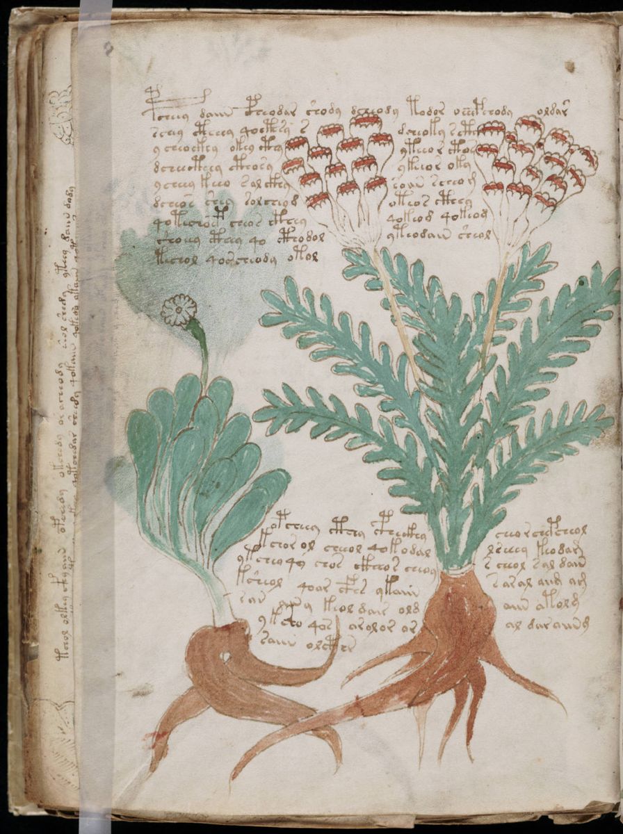 Voynich Manuscript (160).jpg